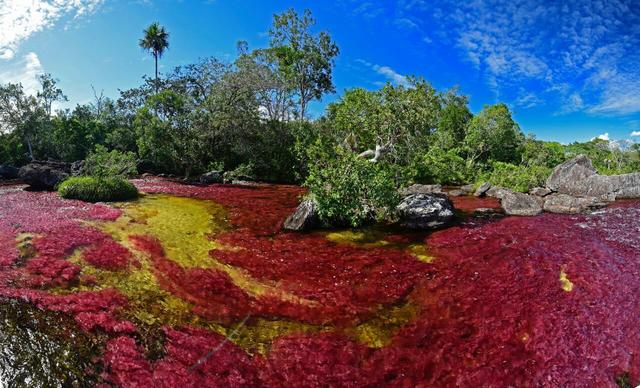 Der Fluss Caño Cristales.