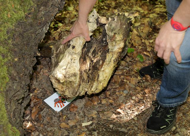 Überall entlang des Weges finden sich Rätsel und Hinweise auf das nächste Ziel.  | Foto: Jarych 