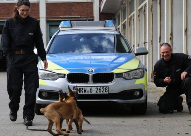 Die elf Wochen alten Malinois sollen zu Spürnasen ausgebildet werden. Foto: Polizei Duisburg