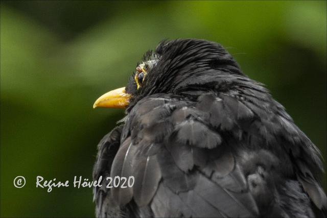 "Über meinem linken Auge stimmt was nicht; auch fehlen oberhalb die Federn. Die blutige Stelle ist weiter unten auf Foto Nr. 8 deutlicher zu erkennen. Guckt einfach mal nach" ...
(Aufn-Datum: 12.052020)