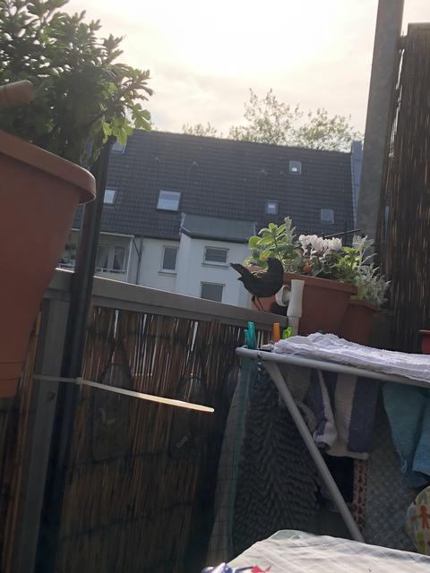 Die Amselfrau lässt sich nur schwer mit dem Handy einfangen.