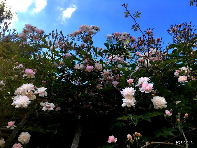 Zart rosa und weiss...