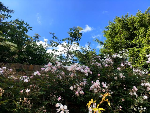 Die alte Steinmauer fast zugewachsen!