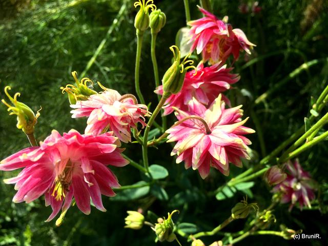 Da muss ich an Tänzerinnen denken!