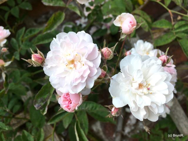 Weiss und rosa war die eine Sorte;
die andere fast nur weiss...