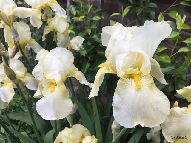 Wahre Kunstwerke der Natur!