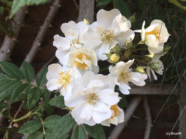 Wie zart und schön!!!