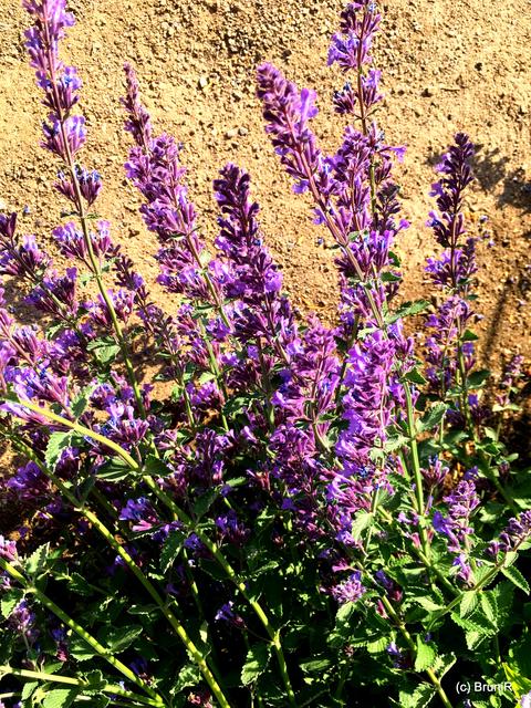 Lila mag ich auch sehr!!!