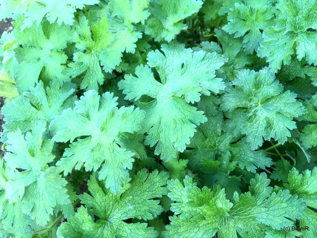 Mehr Blaugrün... ;-))