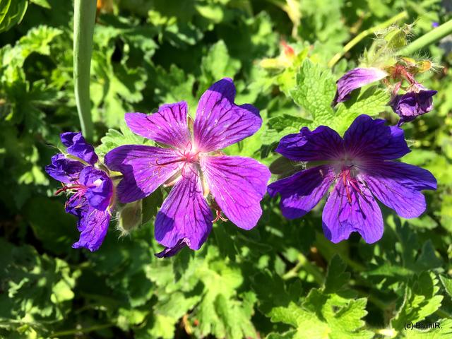 Kleine lila Blümchen