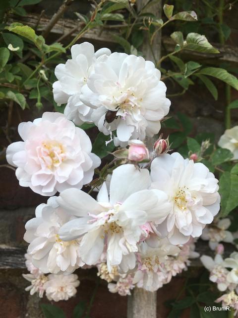 Da hat sich jemand versteckt!  ;-)))