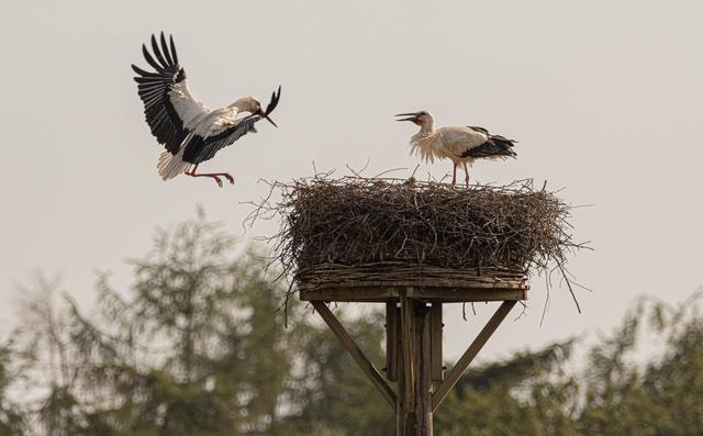 Es geht im fliegenden Wechsel, der eine kommt, der andere geht sofort wieder auf Nahrungssuche.
Für den Fotograf eine Herausforderung: Es kann gut 2 Std. dauern bis er wieder kommt.