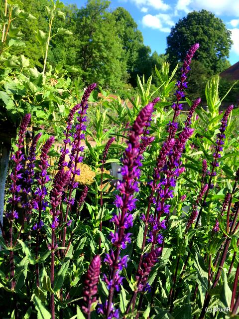 Alles reckt sich der Sonne entgegen!