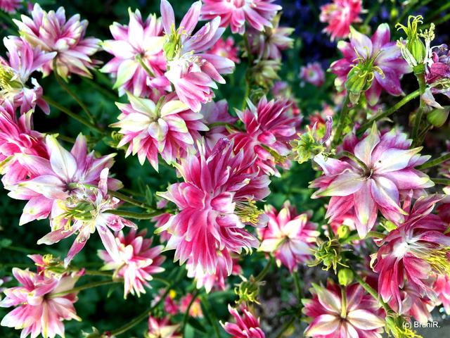 Wie gemalt sind diese Blümchen!