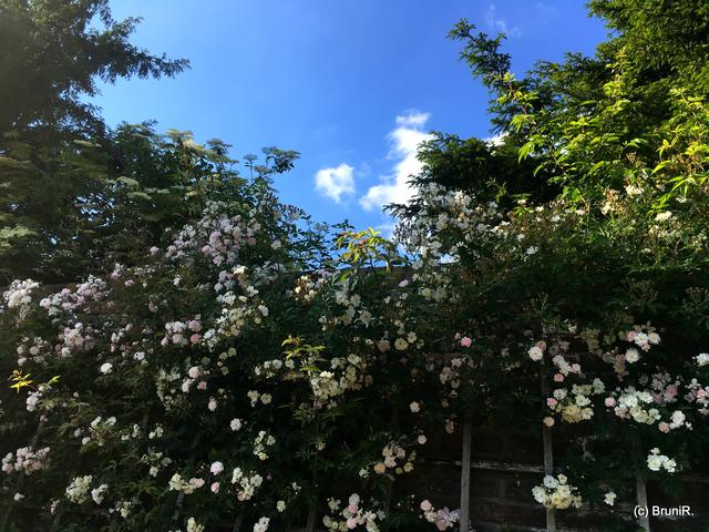 Es wachsen dort - wie Dagmar feststellte - zwei verschiedene Rosensorten! 