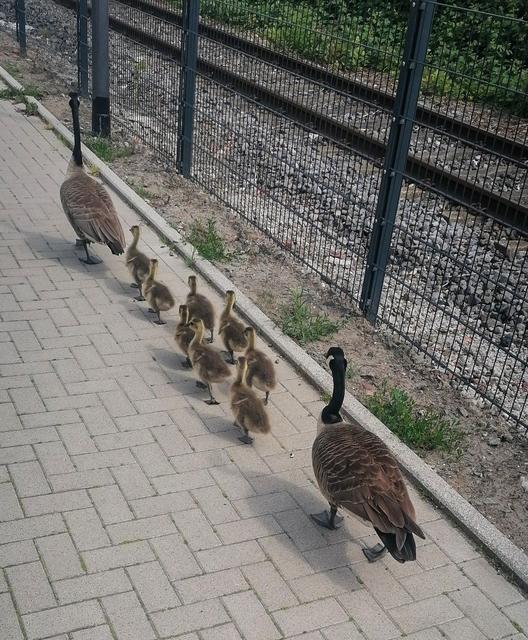 Im Gänsemarsch ging's zurück in den Park.
Foto: Polizei