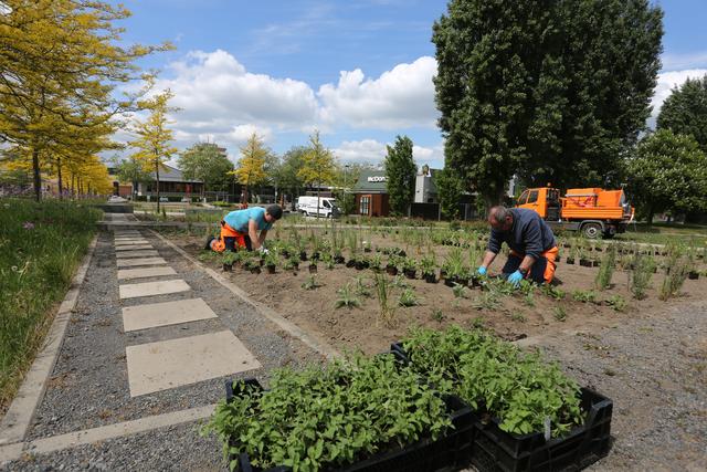 Rund 12.000 Staudenpflanzen sowie zusätzlich etliche Blumenzwiebeln haben die Mitarbeiter des SIH in den vergangenen Tagen in die Erde gebracht. Fotos: Schulte