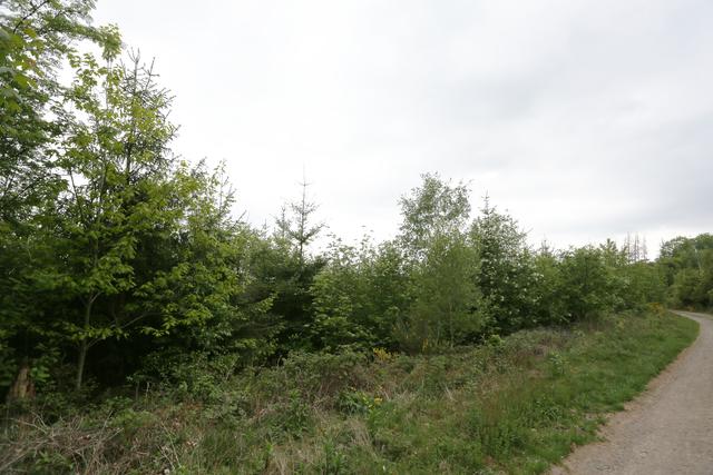 "Blick in die Zukunft": Diese Fläche im südlichen Teil des Mühlenbergs war beim verheerenden Orkan Kyrill komplett zerstört worden. Bis auf nur wenige Ausnahmen (Pflanzen einiger Douglasien und alleeartiger Wildkirschen am Rand) setzte die Iserlohner Forstverwaltung hier erfolgreich auf Naturverjüngung. Fotos: Schulte