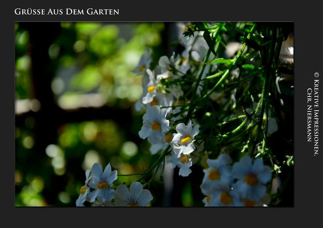 Grüsse aus dem Garten ...

Im Halbschatten ...  | Foto: © Kreative Impressionen, Chr. Niersmann