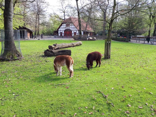 Auch das Tiergehege im Kaisergarten soll entgegen der Basisplanung in den künftigen Eigenbetrieb bei der Stadt zurückgeführt werden. Foto: Jörg Vorholt