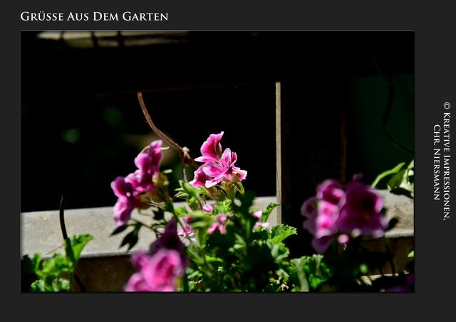 Grüsse aus dem Garten ...

Dance into the Light ... | Foto: © Kreative Impressionen, Chr. Niersmann