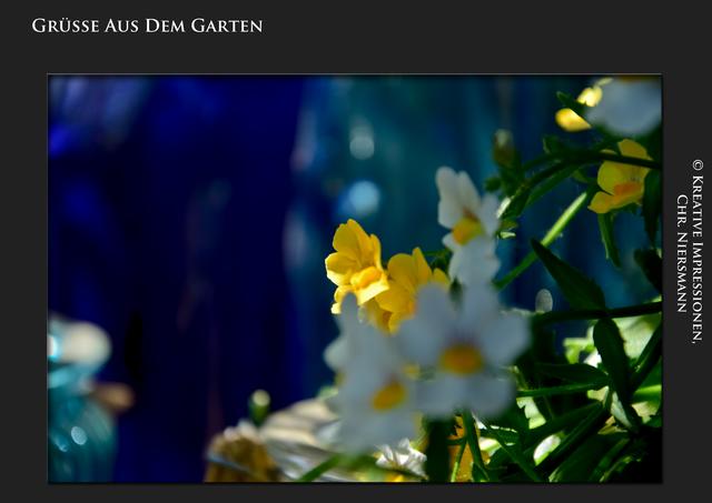 Grüsse aus dem Garten ...

Licht, Formen, Blüten, Farben ... | Foto: © Kreative Impressionen, Chr. Niersmann