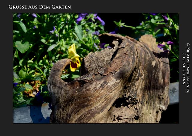 Grüsse aus dem Garten ...

Natur pur ...

 | Foto: © Kreative Impressionen,Chr. Niersmann