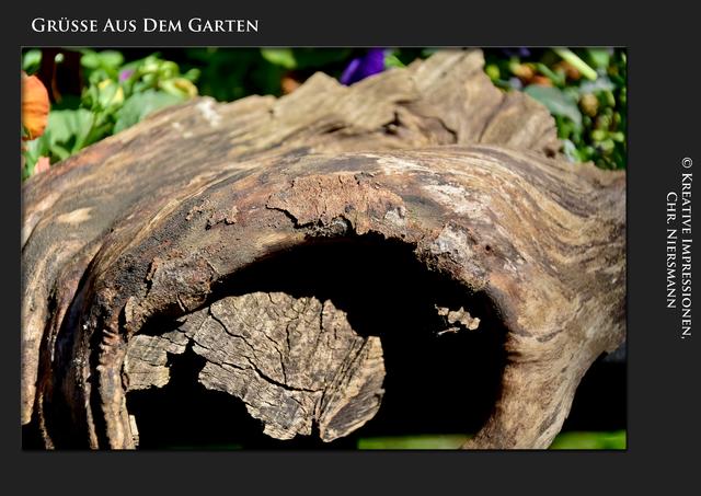 Grüsse aus dem Garten ...

Fundstück aus dem Wald ... | Foto: © Kreative Impressionen, Chr. Niersmann