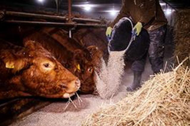 Jeden Morgen früh füttern, aber jetzt selbst auf Diät: Wer in der Landwirtschaft arbeitet, muss künftig um die Zusatzrente fürchten. Davor warnt die Agrar-Gewerkschaft IG BAU.