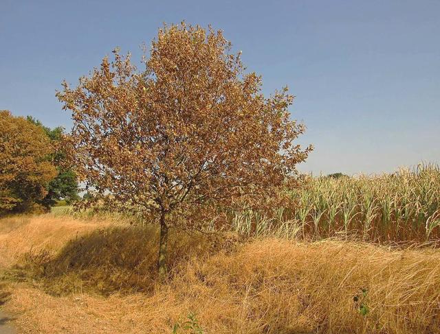 Eher eine Steppenlandschaft und nicht die einst gewohnte Optik am Niederrhein fing BürgerReporter Hans-Martin Scheibner im August 2018 ein. Foto: Hans-Martin Scheibner