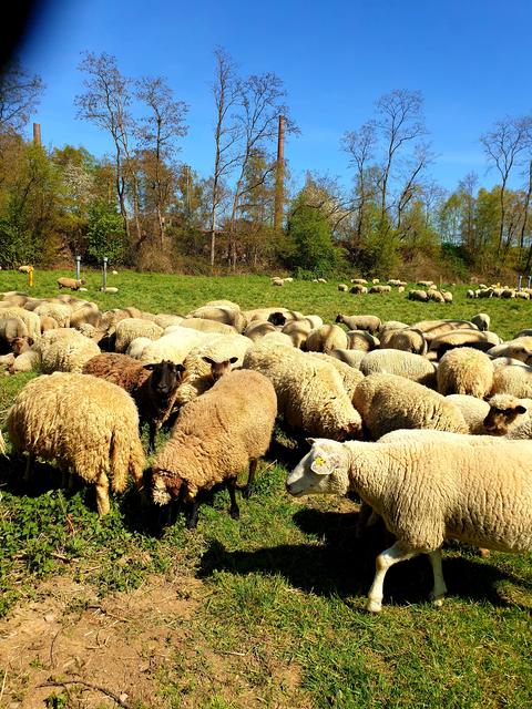 Ein paar Wollknäule ...