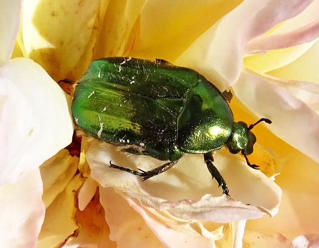 Ein grüner Maikäfer - Bedburg-Hau