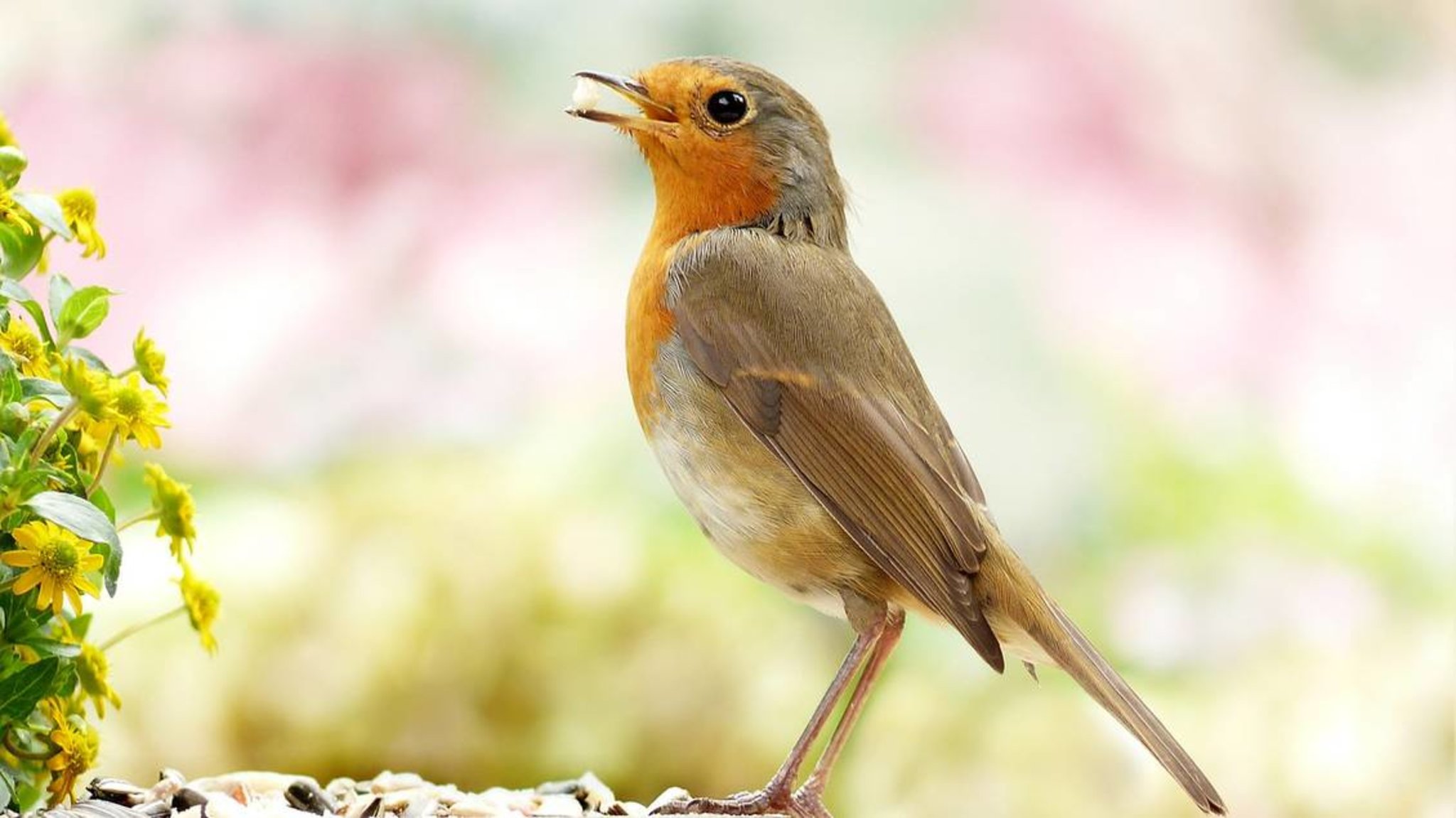 Vogelsterben Vogelsterben