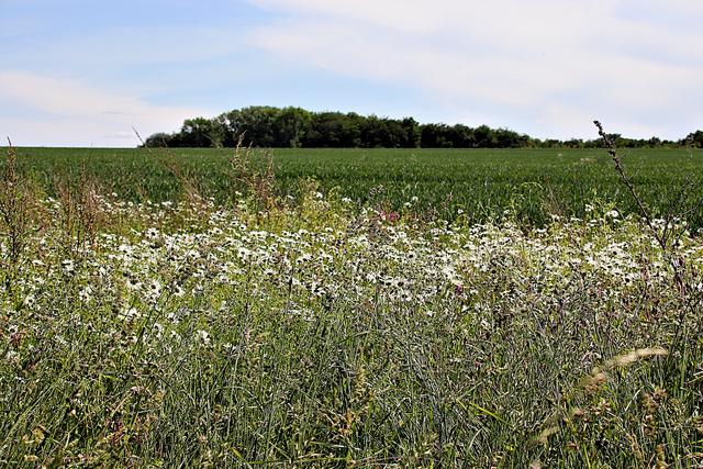 Vom Landwirt angelegt Blühstreifen Blühflächen