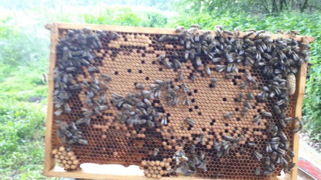 Bienen für die Feldmark: Seit einem jahr ist die Feldmark um ca. 150.000 summende Bewohner reicher.