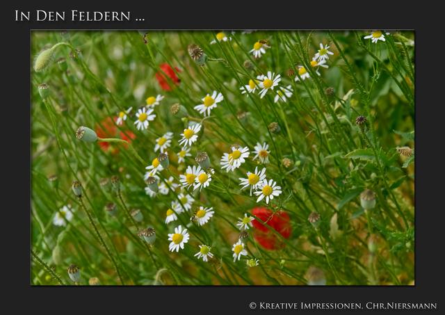 In den Feldern ...

Wild(e)Blumen ... | Foto: © Kreative Impressionen, Chr. Niersmann