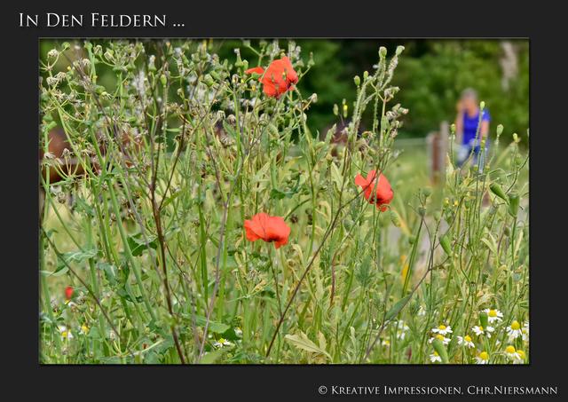 In den Feldern ...

Durch die Blumen betrachtet ... | Foto: © Kreative Impressionen, Chr. Niersmann