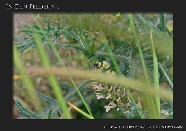 In den Feldern ...

Ein Käfer ... | Foto: © Kreative Impressionen, Chr. Niersmann