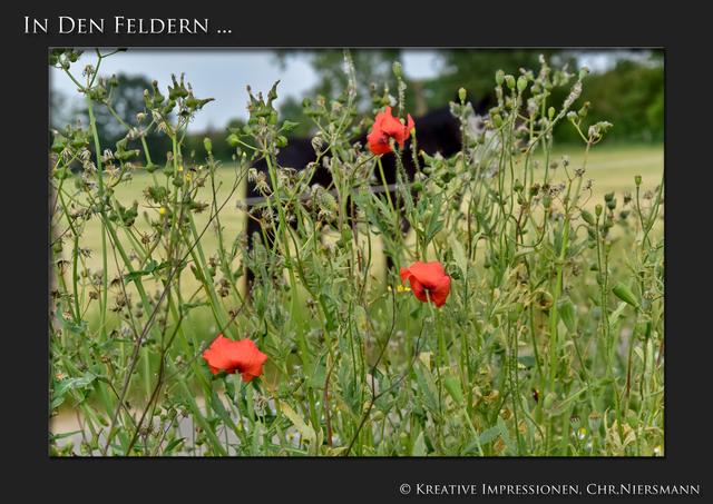 In den Feldern ...

DurchBlick ... | Foto: © Kreative Impressionen, Chr. Niersmann