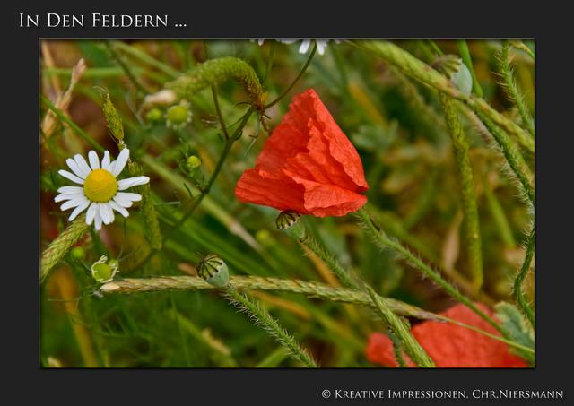 In den Feldern ...

Blüten, Gräser, Kelche, Ähren... | Foto: © Kreative Impressionen, Chr. Niersmann