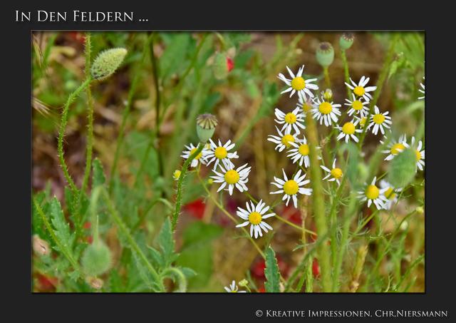 In den Feldern ...

ArtenVielFalt ... | Foto: © Kreative Impressionen, Chr. Niersmann