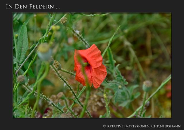 In den Feldern ...

MohnBlüte ... | Foto: © Kreative Impressionen, Chr. Niersmann
