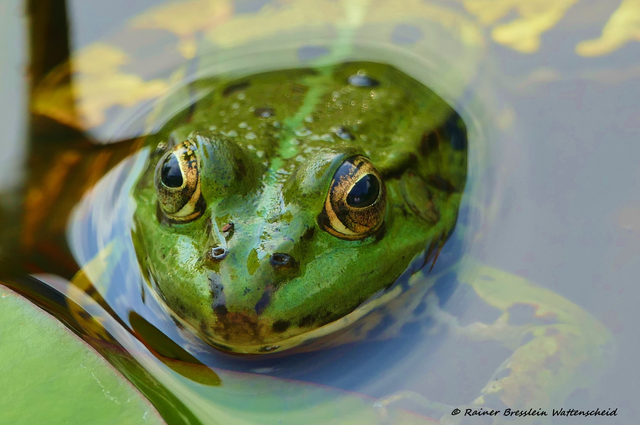 Foto: © Rainer Bresslein