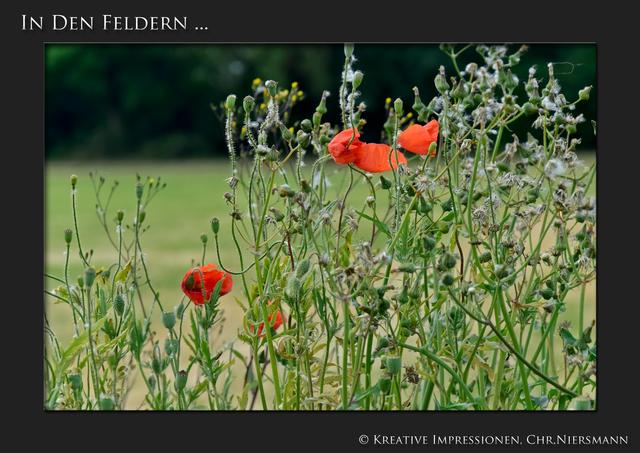 In den Feldern ...
Am Wegesrand gelegen ...