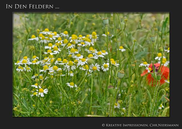 In den Feldern ...

Boten des Sommers ... | Foto: © Kreative Impressionen, Chr. Niersmann