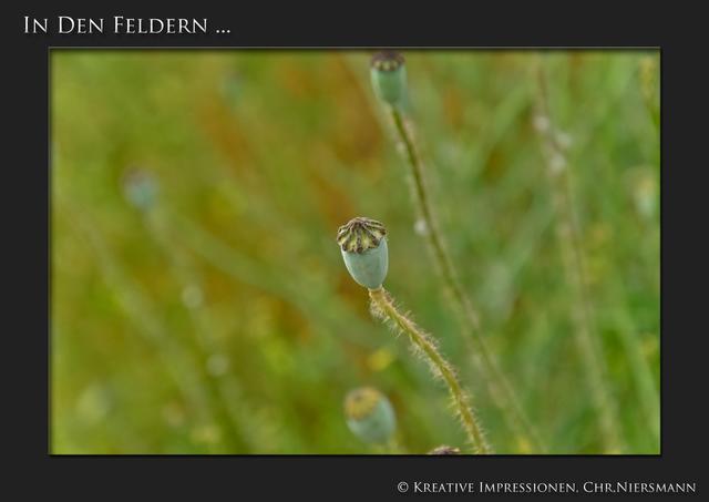 In den Feldern ...

MohnKapseln ... | Foto: © Kreative Impressionen, Chr. Niersmann