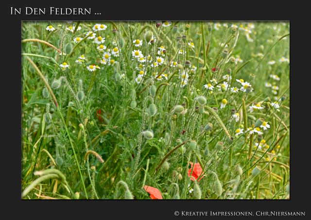 In den Feldern ...

Vielfalt des  Lebens ... | Foto: © Kreative Impressionen, Chr. Niersmann