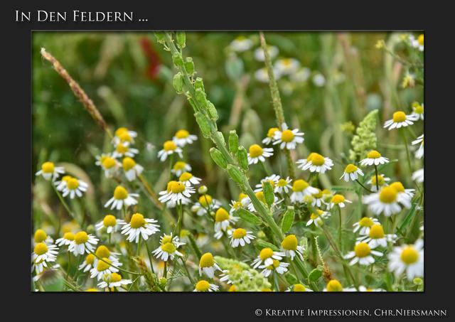 In den Feldern ...

Kamille und mehr ... | Foto: © Kreative Impressionen, Chr. Niersmann