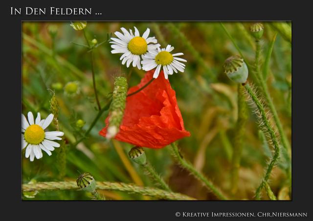 In den Feldern ...

Blüten im Wind ... | Foto: © Kreative Impressionen, Chr. Niersmann