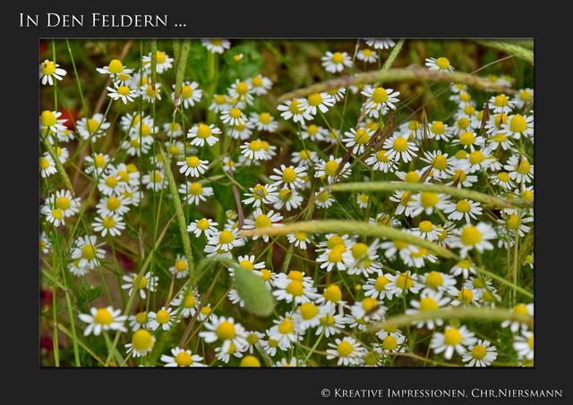 In den Feldern ...
BlütenMeer ...